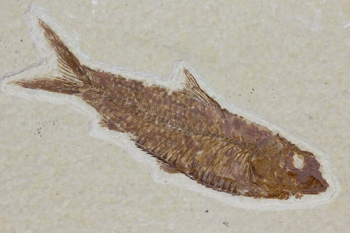 Detailed Fossil Fish (Knightia) - Wyoming #115096